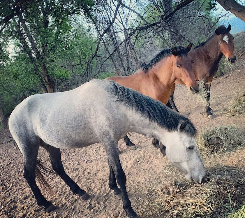 Bachelor-Boys-2020-compressor