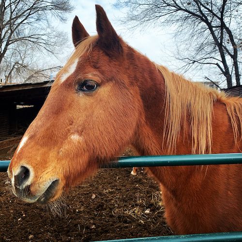 Bonito-copy-compressor