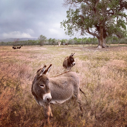 Filomena-(front)-and-Pancha-compressor