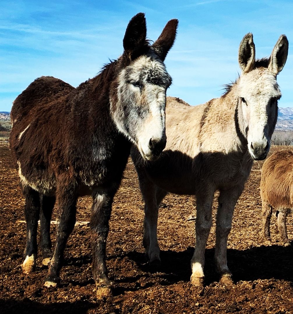 Mocha-Dusty-compressor