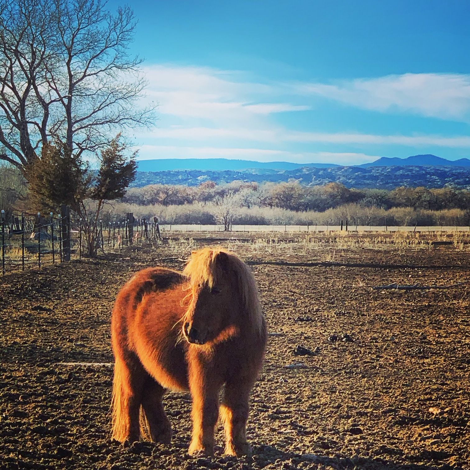 Pumpkin-copy-compressor