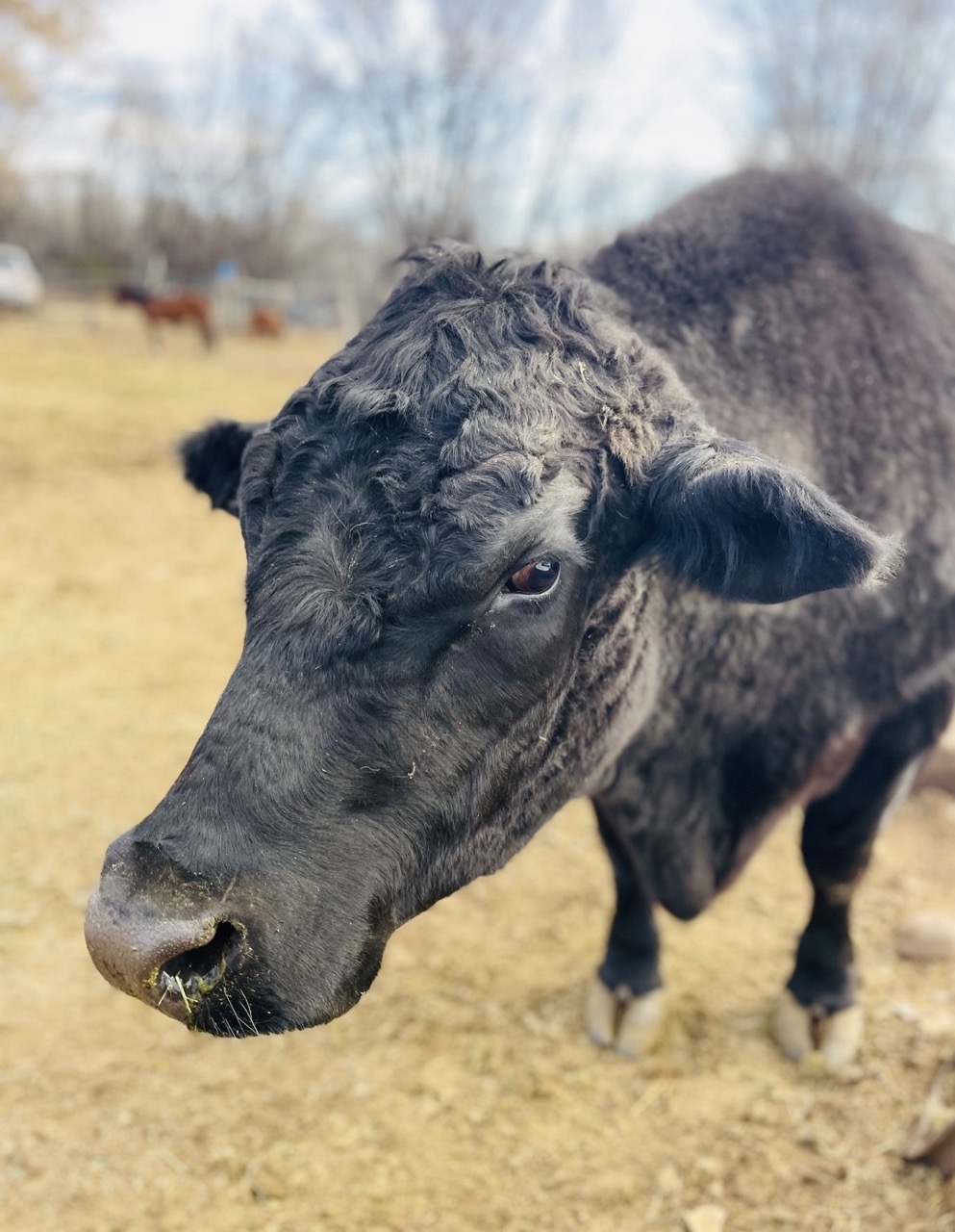 Blue Moon Fan Club Blue Moon Fan Club<br />